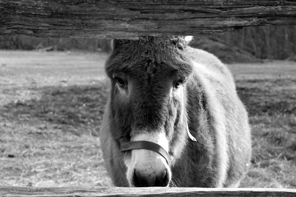 Coggeshall Farm Museum